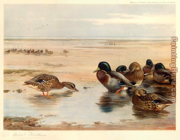 Mallard on the Shore